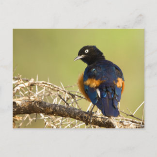 African Starling Postkarte