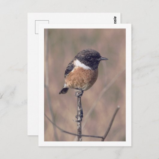 African Stonechat Bird Postkarte (Vorne/Hinten)