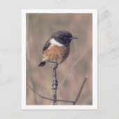 African Stonechat Bird Postkarte (Vorderseite)
