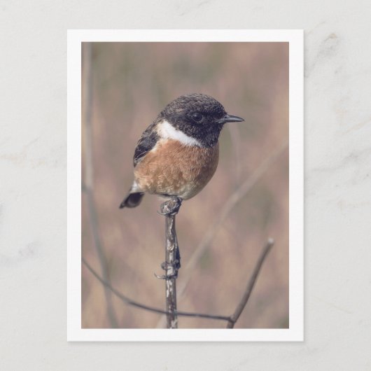 African Stonechat Bird Postkarte (Vorderseite)