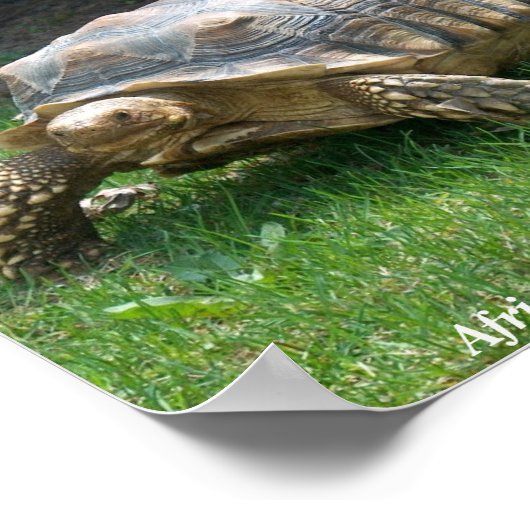 African Sulcata Tortoise Poster (Ecke)
