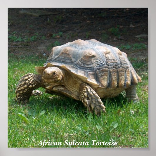 African Sulcata Tortoise Poster (Vorne)