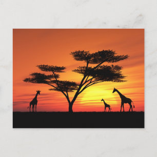 African Sunset Postkarte