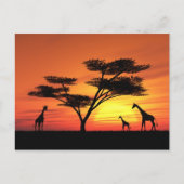 African Sunset Postkarte (Vorderseite)