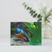African Superb Starling Songbird Postkarte (Stehend Vorderseite)