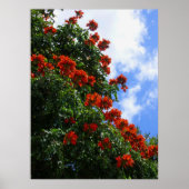 African Tulip Tree Poster (Vorne)