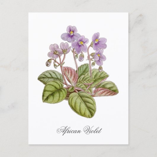 African Violet Curtis Botanical Postkarte (Vorderseite)