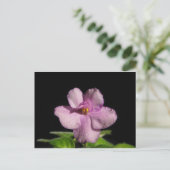 African Violet Flower Postkarte (Stehend Vorderseite)