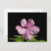 African Violet Flower Postkarte (Vorne/Hinten)