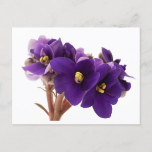 African violet postkarte