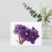 African violet postkarte (Stehend Vorderseite)
