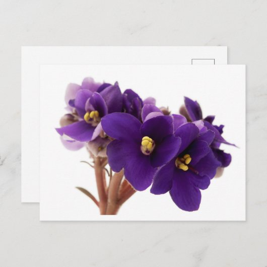 African violet postkarte (Vorne/Hinten)