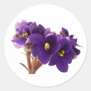 African violet runder aufkleber