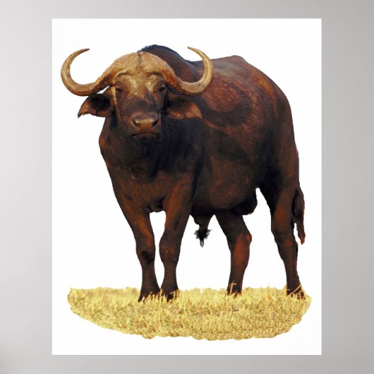African Water Buffalo Poster 32 x 40" (Vorne)