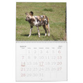 african-wild-dog-012, afrikanischer wilder Hund Kalender (Mär 2027)