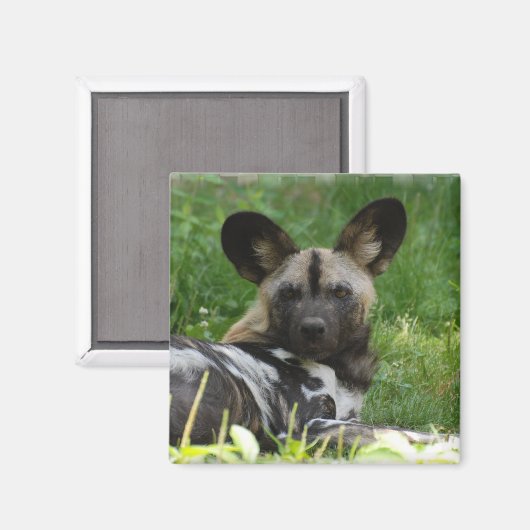 African Wild Dog Foto Magnet (Vorderseite/Rückseite)