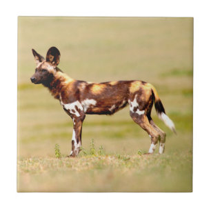 African Wild Dog (Lycaon Pictus) Standing Fliese