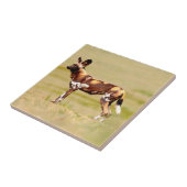 African Wild Dog (Lycaon Pictus) Standing Fliese (Seite)