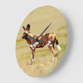 African Wild Dog (Lycaon Pictus) Standing Große Wanduhr (Winkel)