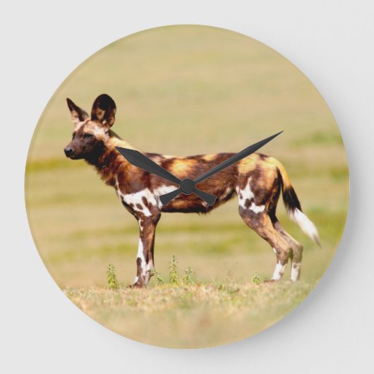 African Wild Dog (Lycaon Pictus) Standing Große Wanduhr (Vorderseite)