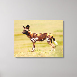 African Wild Dog (Lycaon Pictus) Standing Leinwanddruck