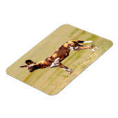 African Wild Dog (Lycaon Pictus) Standing Magnet (Linke Seite)