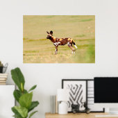 African Wild Dog (Lycaon Pictus) Standing Poster (Heimbüro)