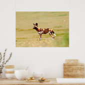African Wild Dog (Lycaon Pictus) Standing Poster (Küche)