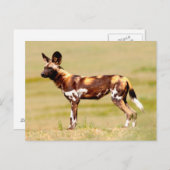 African Wild Dog (Lycaon Pictus) Standing Postkarte (Vorne/Hinten)
