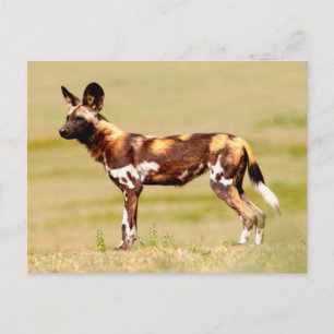 African Wild Dog (Lycaon Pictus) Standing Postkarte