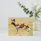 African Wild Dog (Lycaon Pictus) Standing Postkarte (Stehend Vorderseite)