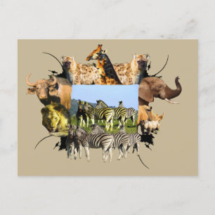 African Wildlife Frame Blue Sky Zebra Postkarte