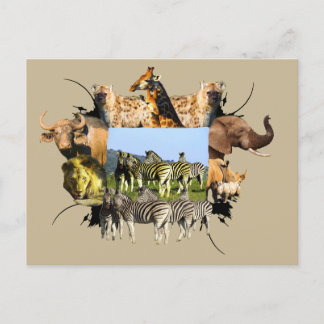 African Wildlife Frame Blue Sky Zebra Postkarte