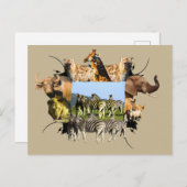 African Wildlife Frame Blue Sky Zebra Postkarte (Vorne/Hinten)