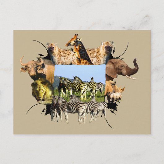 African Wildlife Frame Blue Sky Zebra Postkarte (Vorderseite)