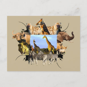 African Wildlife Frame Giraffe Herd Postkarte