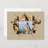 African Wildlife Frame Giraffe Lookout Postkarte (Vorne/Hinten)