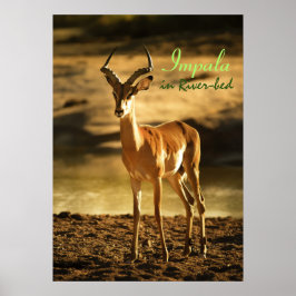 African Wildlife Impala im Flussbett Poster