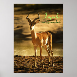 African Wildlife Impala im Flussbett Poster
