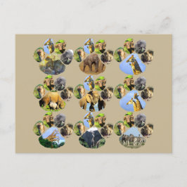 African Wildlife Lion Pawprint 9 Collage Postcard Postkarte