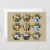 African Wildlife Lion Pawprint 9 Collage Postcard Postkarte (Vorne/Hinten)