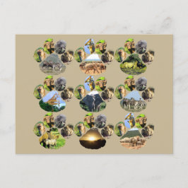 African Wildlife Lion Pawprint 9 Collage Postcard Postkarte