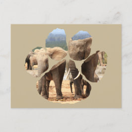 African Wildlife Lion Pawprint Elephant Siblans Postkarte
