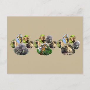 African Wildlife Lion Pawprint Triple Collage Postkarte