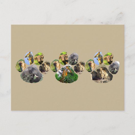African Wildlife Lion Pawprint Triple Collage Postkarte (Vorderseite)