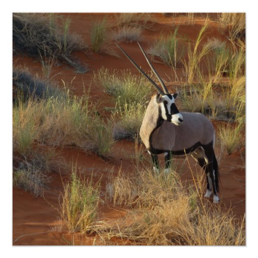African Wildlife Oryx Antelope Sand Dune Savannah Poster (Vorderseite)
