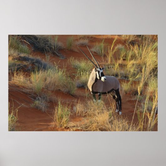 African Wildlife Oryx Antelope Sand Dune Savannah Poster (Vorne)