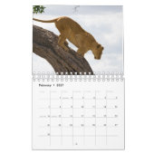 African Wildlife Wall Calendar Kalender (Feb 2027)
