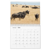 African Wildlife Wall Calendar Kalender (Jan 2026)