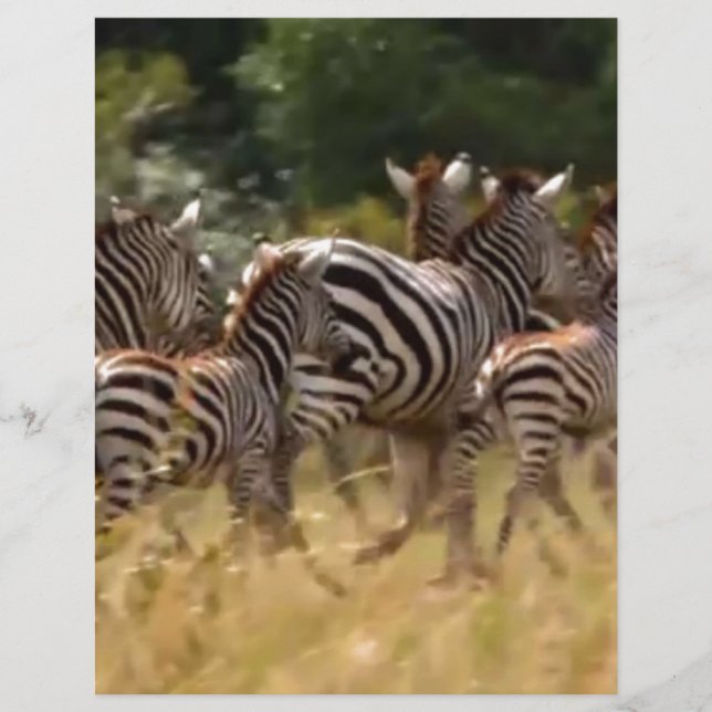 African Zebra Migration Safari (Vorderseite)